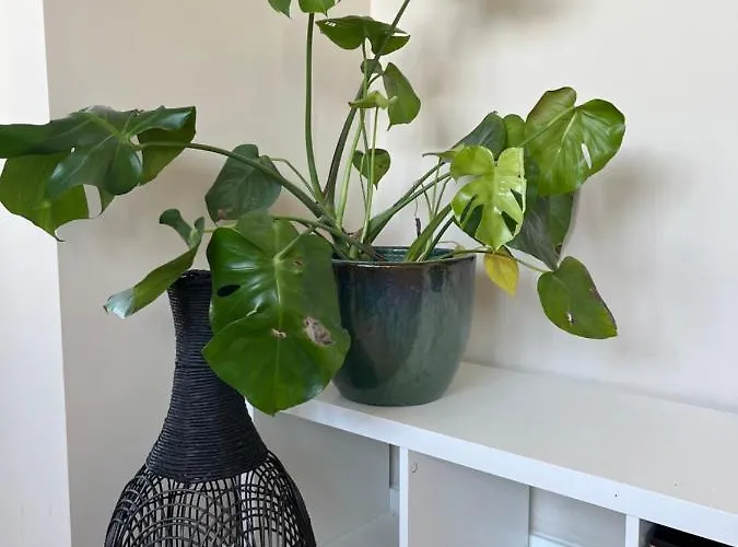 Pensjonat Weltevreden Noordwijk